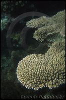 : Acropora sp.; Table Coral