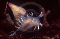 : Dendronotus albus; White Dendronotus Nudibranch;
