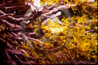 : Tubularia sp.; Yellow Hydroid;