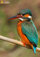 Fig. 25. Common Kingfisher : 물총새