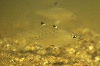 Eucinostomus melanopterus, Flagfin mojarra: fisheries