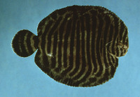 Gymnachirus melas, North American naked sole: fisheries