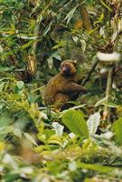 Image of: Hapalemur aureus (golden bamboo lemur)