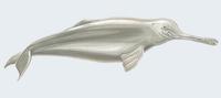 Image of: Platanista gangetica (Ganges river dolphin)
