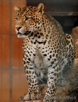 Panthera pardus melas - Java Leopard