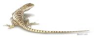 Image of: Gambelia wislizenii (long-nosed leopard lizard)