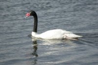 Black-necked Swan - Cygnus melanocorypha