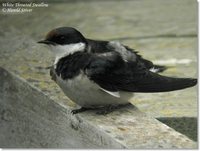 White-throated Swallow - Hirundo albigularis