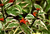 Beautiful Sunbird - Cinnyris pulchellus