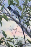 Black-throated Magpie-Jay - Calocitta colliei