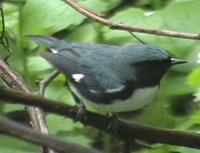 Black-throated Blue Warbler - Dendroica caerulescens