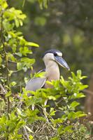 Boat-billed Heron (Cochlearius cochlearis)