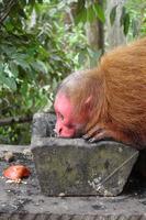 Amazonian red uakari monkey