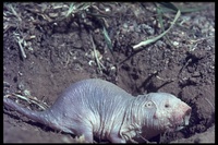 : Heterocephalus glaber; Naked Mole Rat
