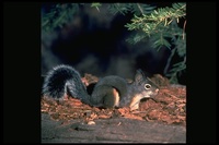 : Tamiasciurus douglasii; Douglas Squirrel