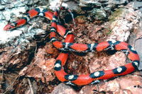 : Cemophora coccinea; Scarlet Snake