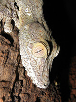 : Uroplatus fimbriatus; Giant Leaf-tail Gecko