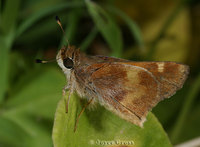 : Poanes melane; Umber Skipper