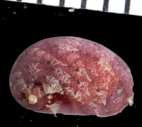 : Stomatella rosaceus
