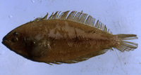 Image of Arnoglossus laterna, Scaldfish, Gjuze toke, Peluda vera, Plosnata bljedica, Almindelig ...