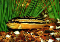 Melanochromis auratus, Golden mbuna: aquarium