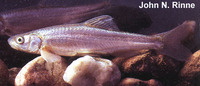Plagopterus argentissimus, Woundfin:
