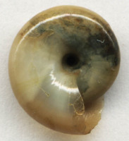 Oxychilus draparnaudi - dark-bodied glass-snail
