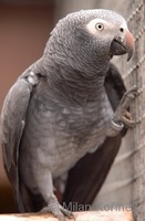 Psittacus erithacus timneh - Timneh African Grey parrot