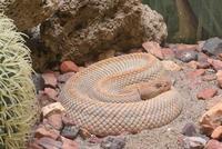 Image of: Crotalus unicolor (Aruba Island rattlesnake)