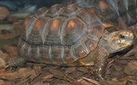 Image of: Geochelone carbonaria (red-footed tortoise)
