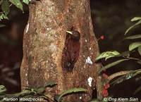 Maroon Woodpecker - Blythipicus rubiginosus