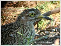 Spotted Thick-knee - Burhinus capensis