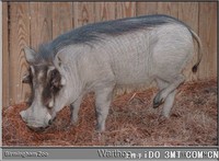 荒漠疣猪 Phacochoerus aethiopicus  -