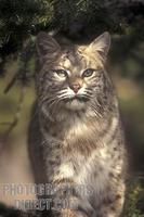Bobcat , Lynx rufus , Controlled Conditions stock photo