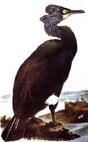 Spectacled               cormorant, Phalacrocorax perspicillatus