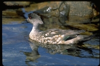 : Anas specularioides ssp. specularioides; Patagonian Crested Duck