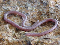 : Leptotyphlops humilis; Western Blind Snake