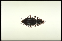 : Nebria sp.; Navajo Beetle