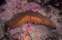 : Parastichopus californnicus; Warty Sea Cucumber