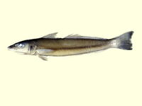 Sillago chondropus, Clubfoot sillago: fisheries