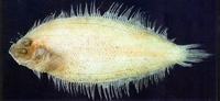Arnoglossus tenuis, Dwarf lefteye flounder: