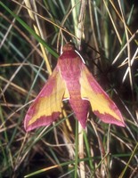 Deilephila porcellus - Small Elephant Hawk-moth