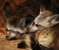 Image of: Otocyon megalotis (bat-eared fox)