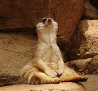Image of: Suricata suricatta (meerkat)
