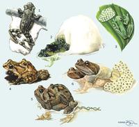 Image of: Anura (frogs and toads)
