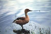 Dendrocygna bicolor - Fulvous Whistling-Duck