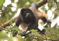 Alouatta palliata - Mantled Howler Monkey
