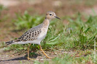 Image of: Tryngites subruficollis (buff-breasted sandpiper)