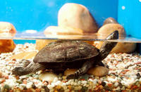 Image of: Mauremys iversoni (fujian pond turtle)