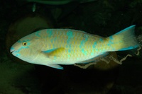 Scarus ghobban - Blue Barred Parrotfish